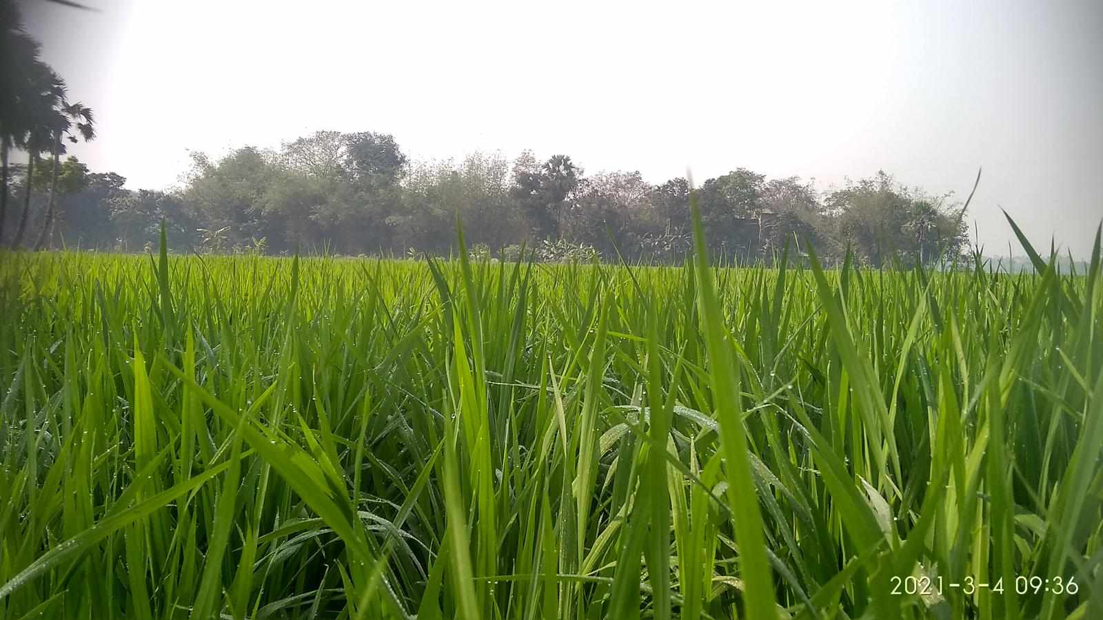 Villages paddy field