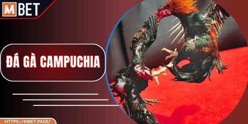The Gioi Da Ga Campuchia – Kich Tinh Moi Tran Dau, Hop Phap Tuyet Doi