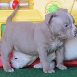 Cheap Bully Pits For Sale | Pitbullbullies.com