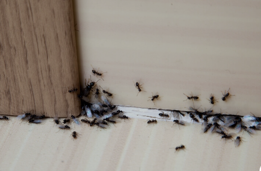 Effective Ant Control in Las Vegas: Protect Your Home and Business