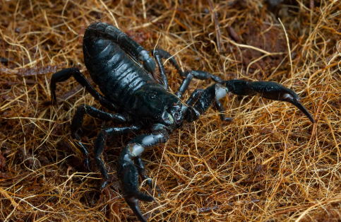 Effective Scorpion Pest Control in Las Vegas – Trust Enviro Guard Pest Control for Safe and Lasting Protection
