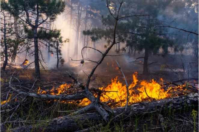 Texas Wildfire Litigation: Your Questions Answered