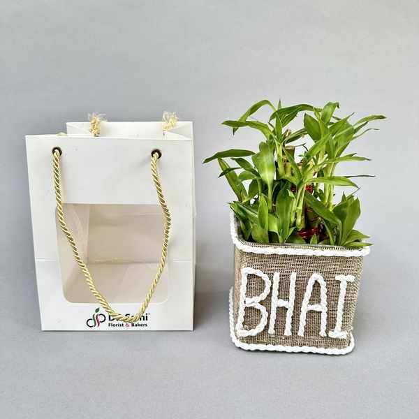 Why You Should Buy a Bamboo Plant for Home & Office