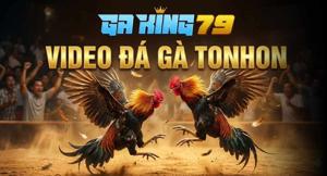 Video Đá Gà Tonhon – Xem Lại Những Trận Đá Gà Tại Bồ Gà Tonhon Trên GAKING79