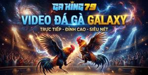 Video Đá Gà Galaxy – Tổng Hợp Các Trận Đấu Tại Bồ Gà Galaxy Long Bình Trên GAKING79