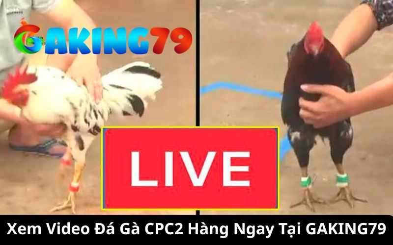 Video Đá Gà CPC2 Tại GAKING79 - Tổng Hợp Các Trận Đấu Hàng Ngày