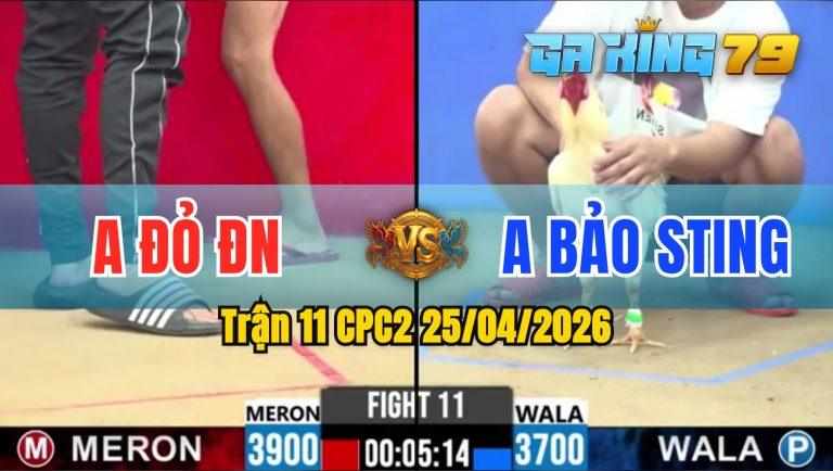 Trận 11 CPC2 25/04/2026 – Bảo Sting Thua Trận Gà Đầy Cay Đắng Chọi Luôn Gà Đi Ra Do Trọng Tài