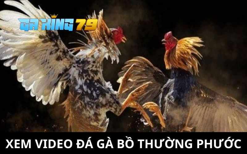 Video Đá Gà Bồ Thường Phước Tại GAKING79 - Cập Nhật Các Trận Đấu Mới Nhất