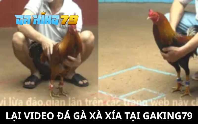 Xem Video Đá Gà Xà Xía – Cập Nhật Full Trận Đấu Mỗi Ngày Tại GAKING79
