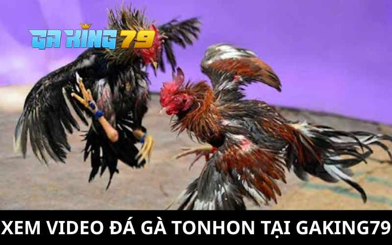 Video Đá Gà TonHon – Đăng Lại Full Trận Đấu Mỗi Ngày Tại GAKING79