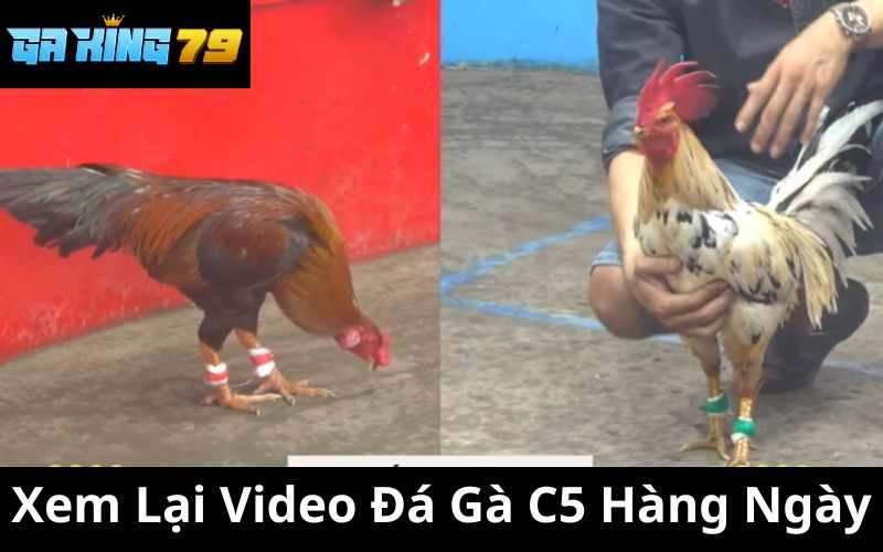 Xem Lại Video Đá Gà C5 - GAKING79 Cập Nhật Đầy Đủ Trận Đấu Mỗi Ngày
