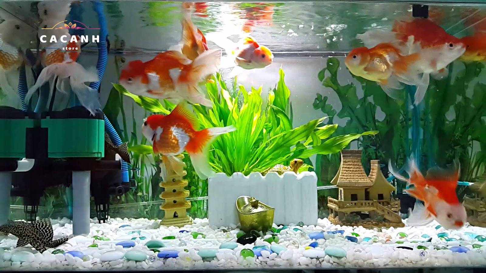 cacanhstore