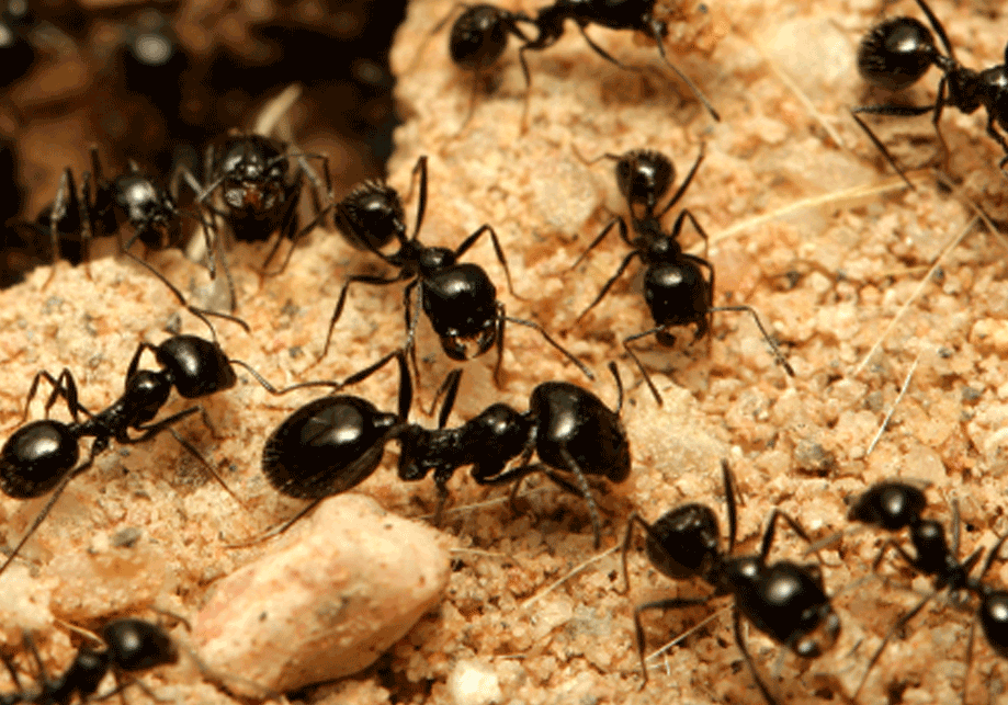 Is Eco-Friendly Ant Control Available in Abbotsford?