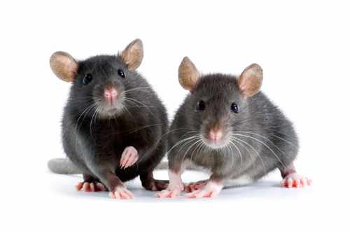 What Are the Signs That You Need Rat Control in Abbotsford?