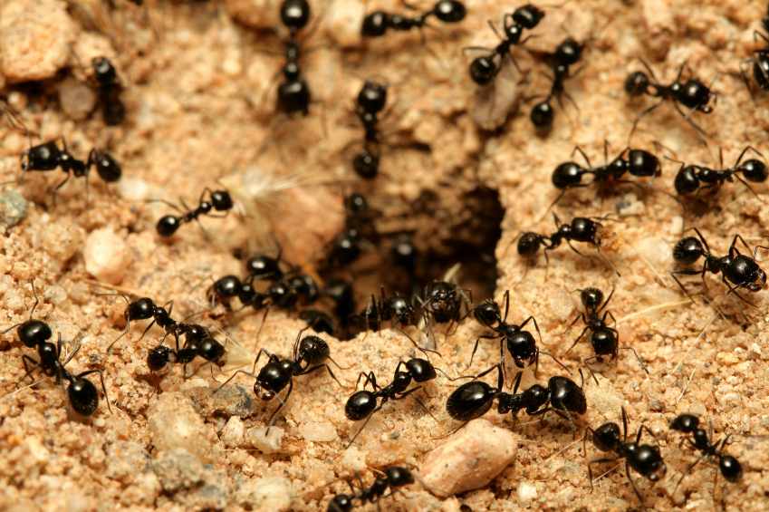 Why Choose Local Experts for Ant Control in Abbotsford?