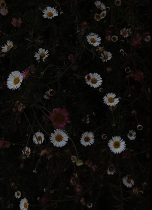 CHAPTERS 23: Peaceful Storm....