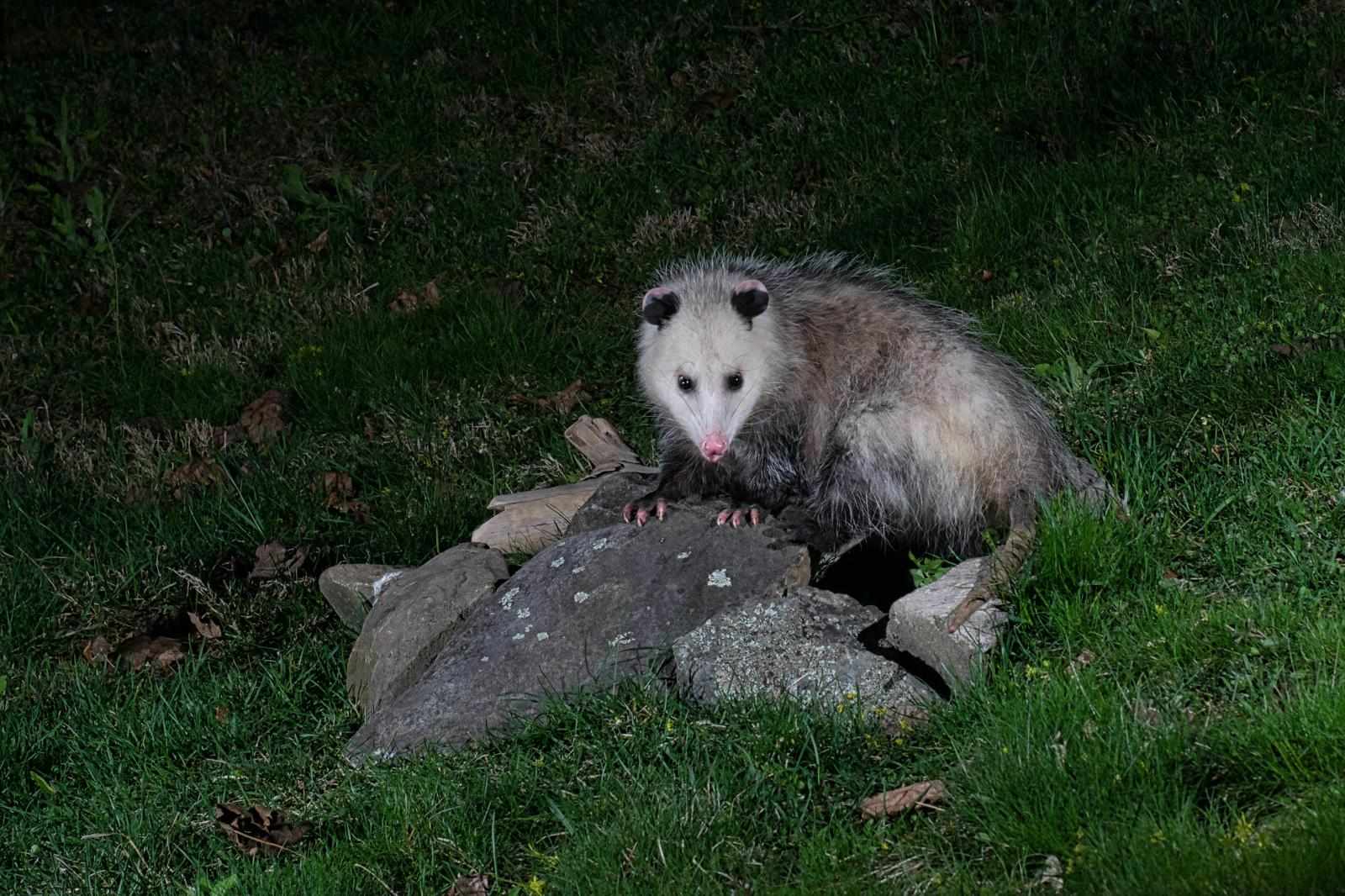 How Much Does Possum Removal Cost Melbourne Homeowners?