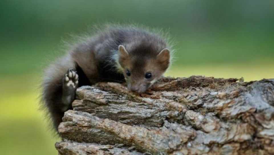 Professional Pest Management for Healthier Homes in Melbourne