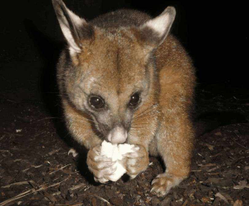 The Importance of Professional Pest Protection for Melbourne Properties