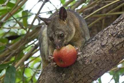 Why Timely Possum Management Is Essential for Every Homeowner