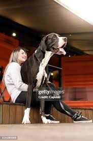 Dog wife