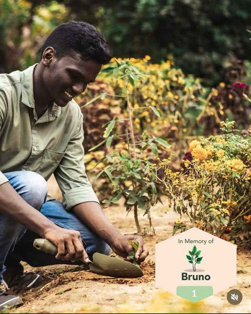 A beautiful tree has been planted in Kenya to honour Bruno's Life