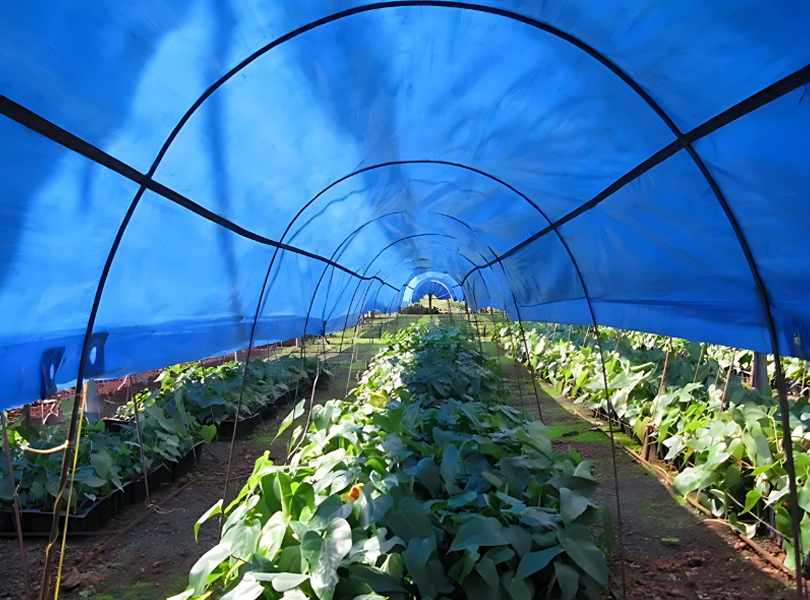 HDPE Plastic Waterproof Tarpaulin: Your Go-To Shield in Delhi’s Tough Conditions