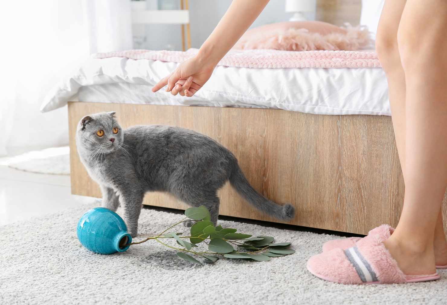 Best Carpet for Pet Owners in the UK (2026 Guide)