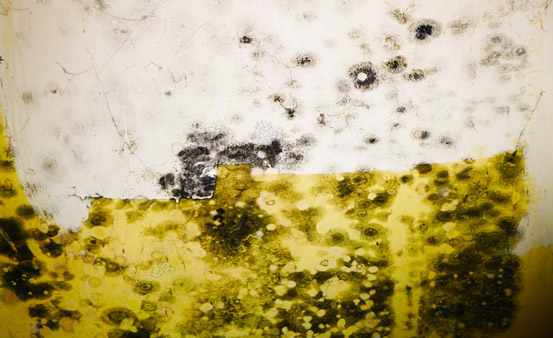 Black mold remediation