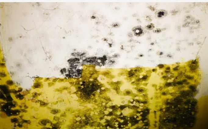 Mold remediation Vestal NY