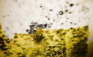 Mold removal Binghamton NY