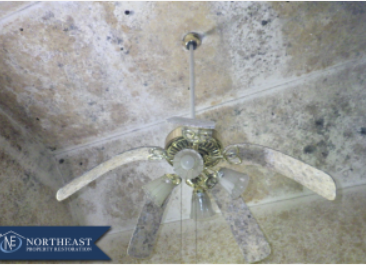 Trusted Mold Remediation Services You Can Count On in New York