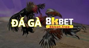 Đá Gà 8KBET – Sân Chơi Đá Gà Trực Tuyến Được Yêu Thích Nhất Hiện Nay
