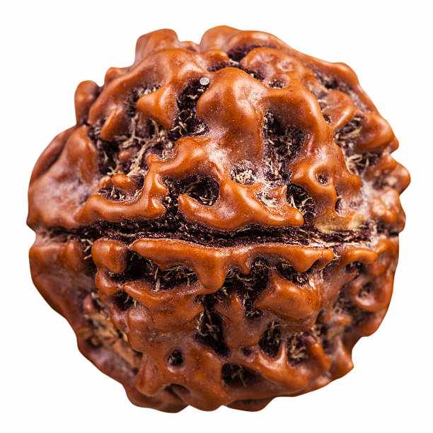 Why 2 Mukhi Rudraksha Original Is Called the Bead of Unity and Togetherness