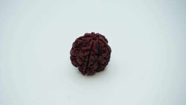 How to Identify 2 Mukhi Rudraksha Naturally Without Laboratory Tests