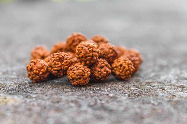 How Wearing a Two Mukhi Rudraksha Brings Peace and Harmony in Life