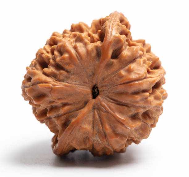 How 19 Mukhi Rudraksha Benefits Can Protect You from Negative Energies