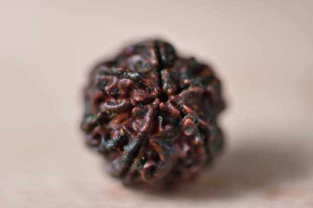 Who Can Wear Ek Mukhi Rudraksha to Improve Mental Focus?