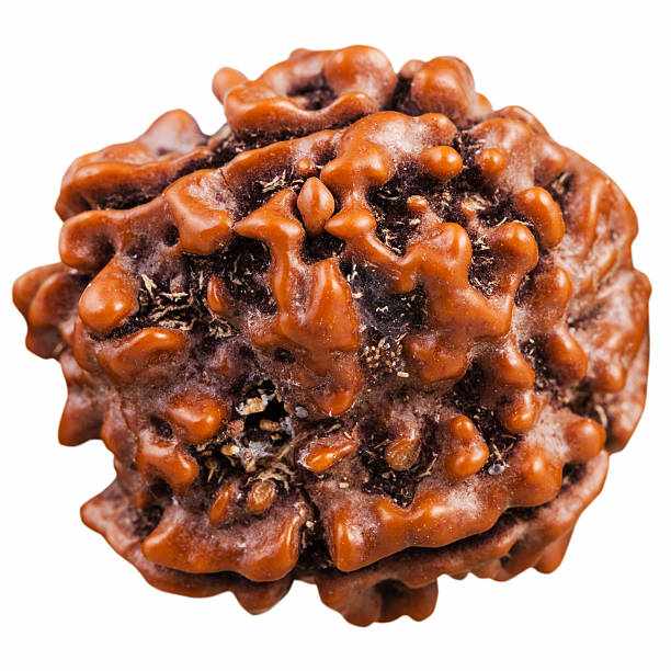 3 Mukhi Rudraksha for Which Rashi Should You Wear for Career Growth and Prosperity