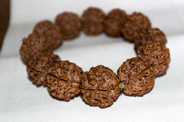 Energy Balancing Powers of Two Mukhi Rudraksha Bead