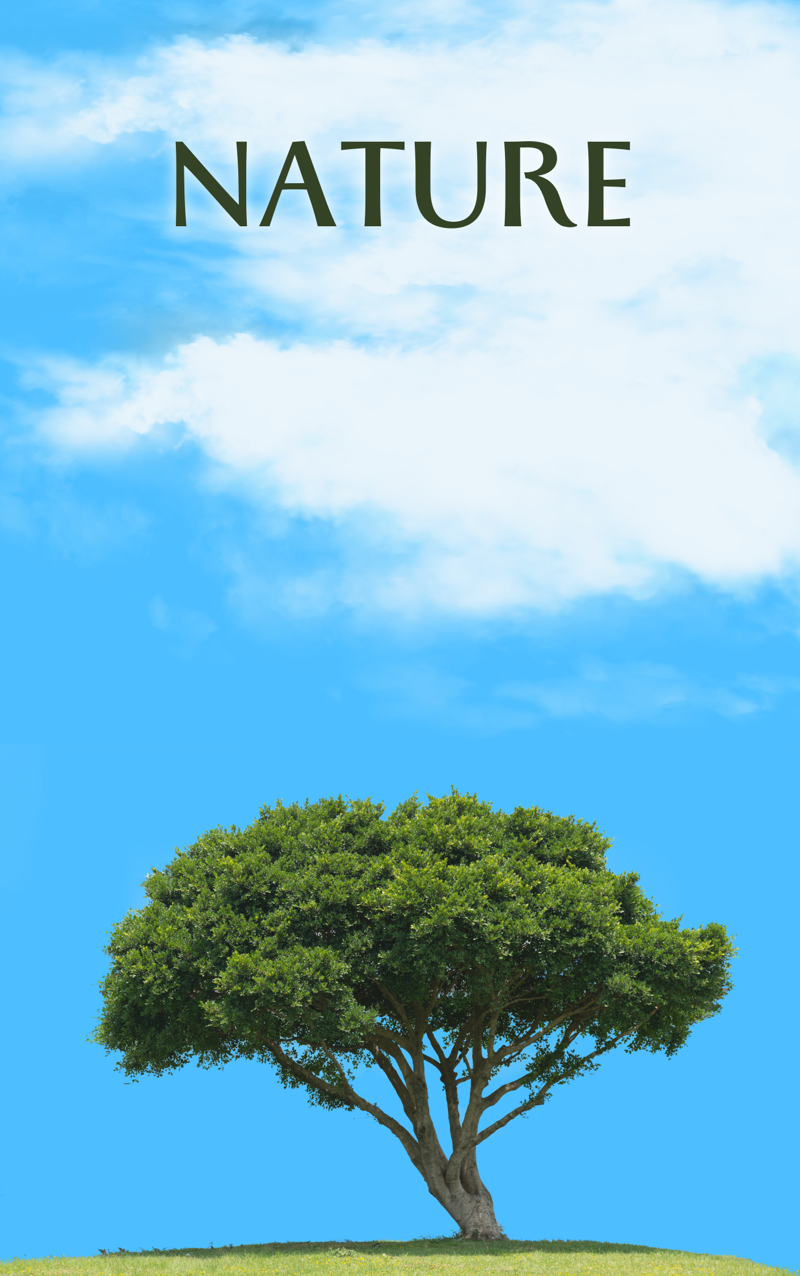 Murmurs of Nature: The Captivated Woods