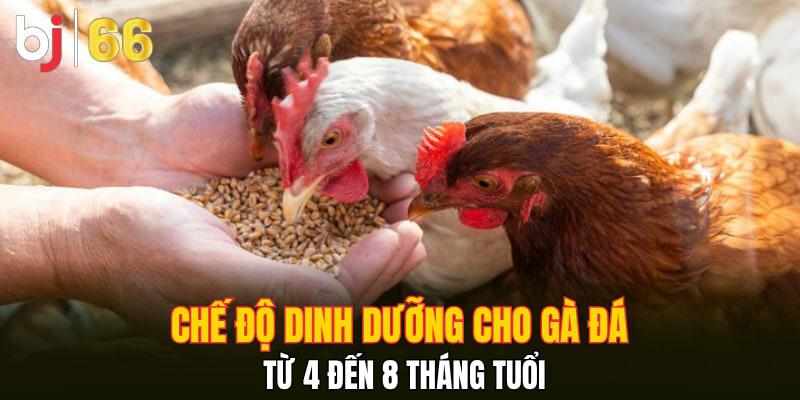 Chế Độ Dinh Dưỡng Hợp Lý Cho Gà Đá, Nâng Cao Hiệu Quả Phát Triển