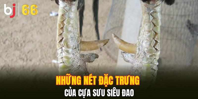 Cựa Sưu Siêu Đao - Vũ Khí Lợi Hại Giúp Chiến Kê Vô Địch
