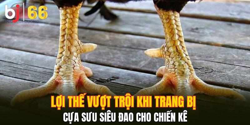 Cựa Sưu Siêu Đao - Vũ Khí Lợi Hại Giúp Chiến Kê Vô Địch