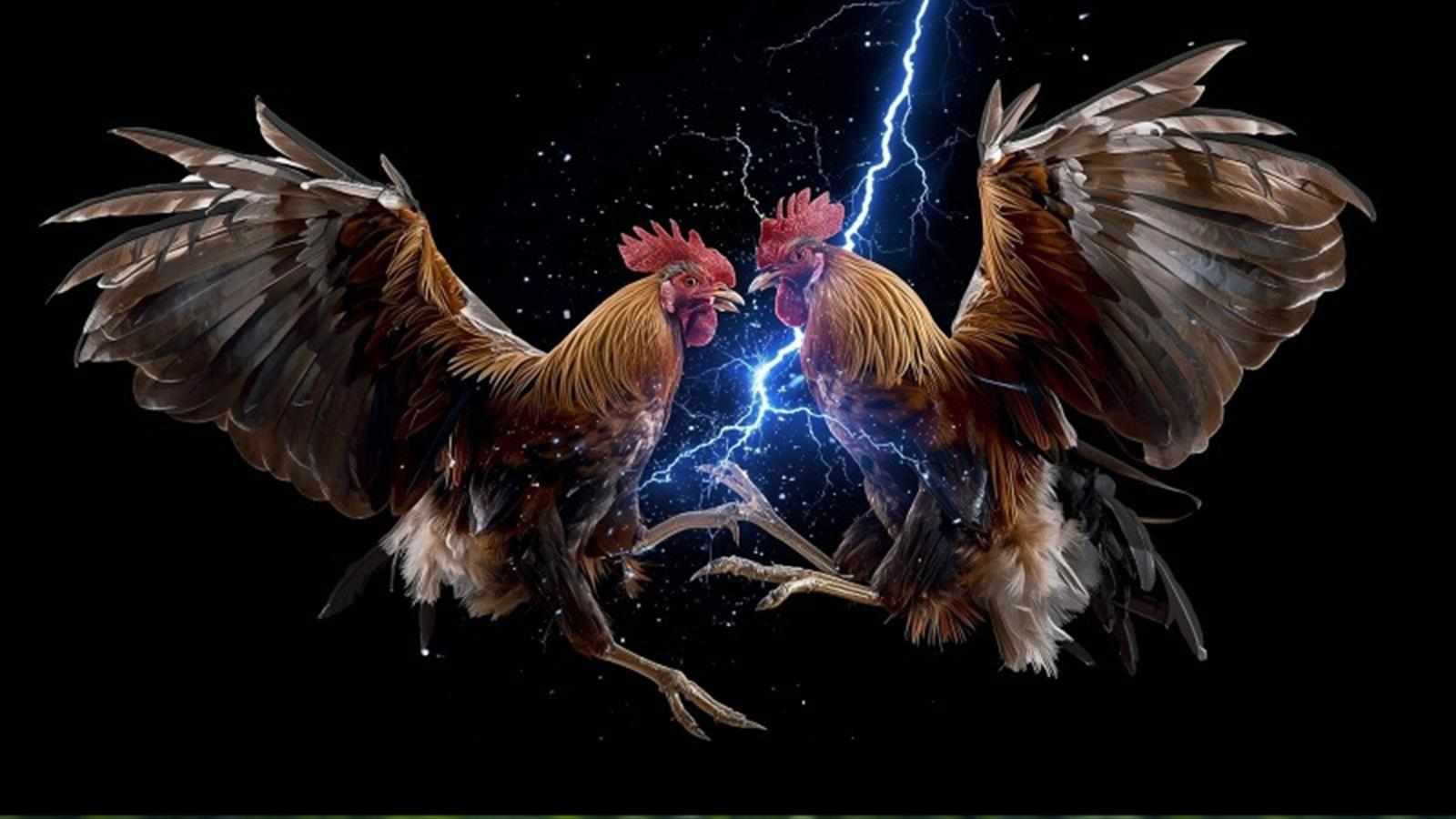 Hướng dẫn tham gia Đá gà Campuchia an toàn và hiệu quả