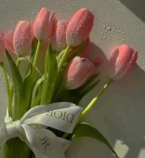 dreamcatcher1709 logo