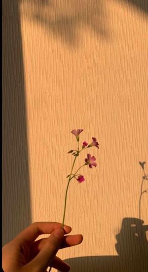 💫//Dedication& introduction//💫