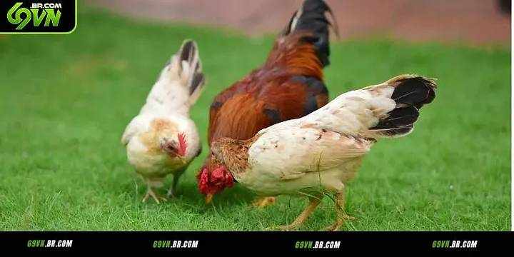 Đá Gà Cựa Sắt 69vn – Trải nghiệm giải trí trực tuyến uy tín và an toàn