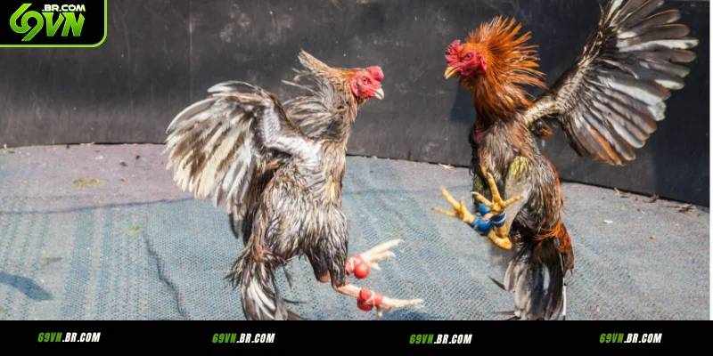 Đá Gà Cựa Dao 69vn – Góc Nhìn Trung Lập Về Hình Thức Giải Trí Được Quan Tâm