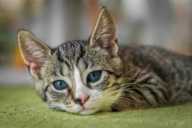 Cats for sale | 2025 | MyKitten